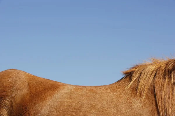 Koń przeciw błękitne niebo — Zdjęcie stockowe