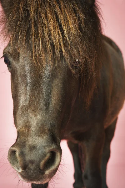 Hnědý kůň — Stock fotografie