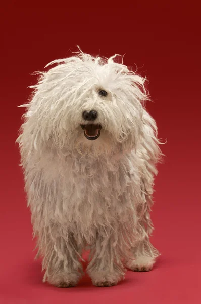 Cute Komondor dog — Stock Photo, Image