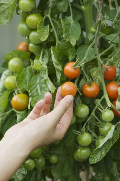 Montrant des tomates mûres — Photo