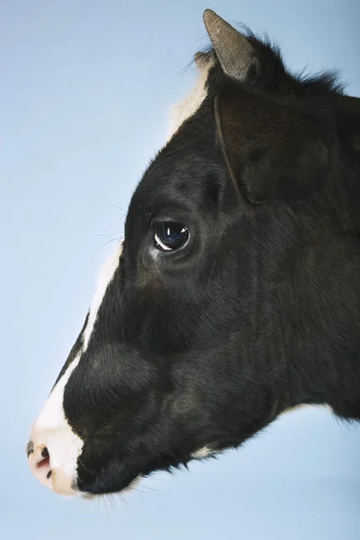 Koe tegen blauwe achtergrond — Stockfoto