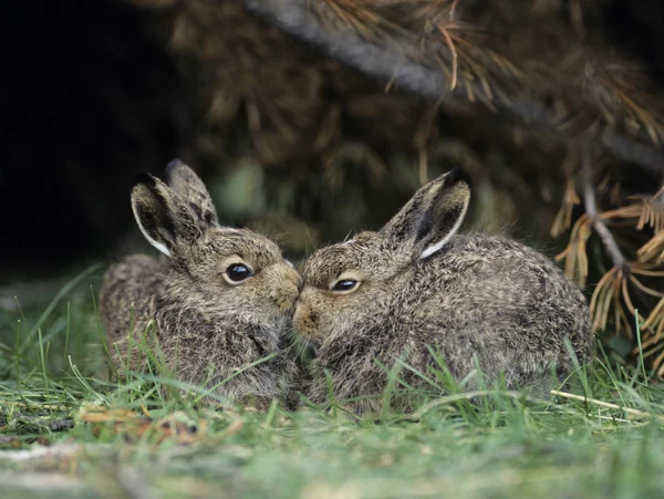 Rabbits Nuzzling — Stock Photo, Image