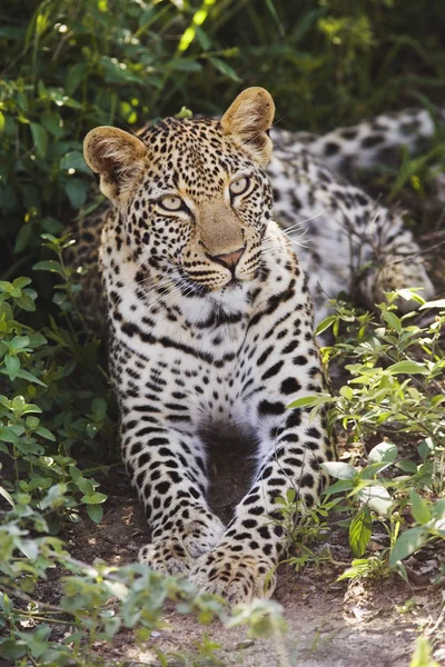 Leopard ležící v křoví — Stock fotografie