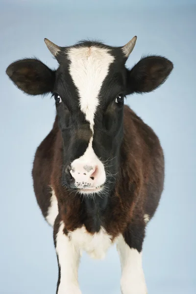 Kuh vor blauem Hintergrund — Stockfoto