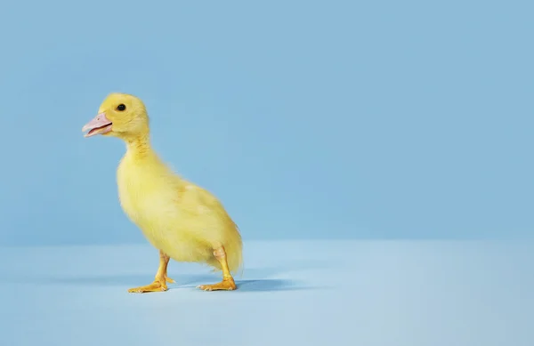 Mavi arka plan üzerinde ördek yavrusu — Stok fotoğraf