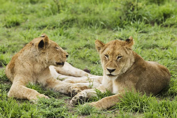 Leões fêmeas — Fotografia de Stock