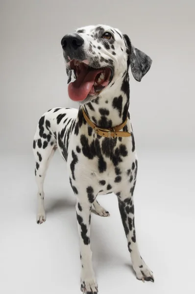 Dalmatiska — Stockfoto