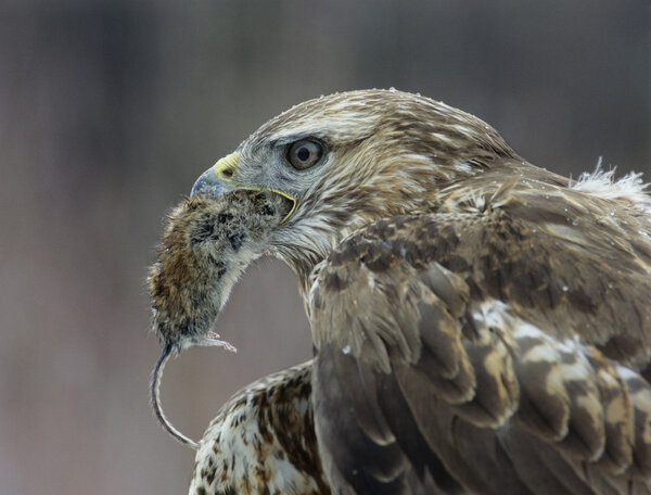 Hawk Eating Mouse