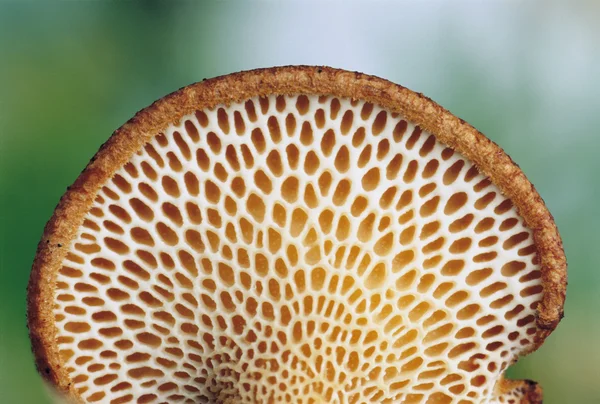 网状底部的真菌 — 图库照片