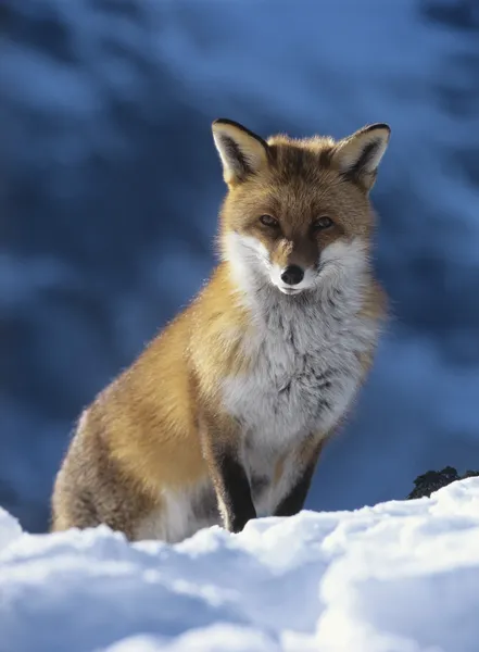 Red Fox — Stock Photo, Image