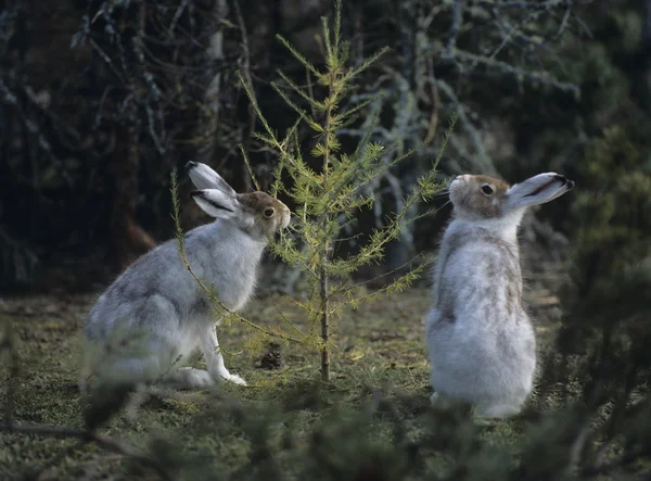 Two Hares Nibbling on Small Tree — Stock Photo, Image
