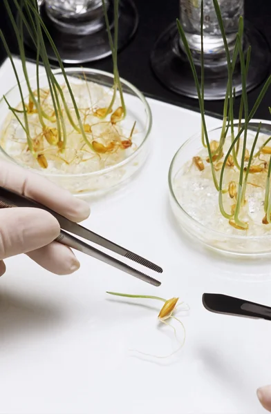 Scientist hand with tweezers — Stock Photo, Image