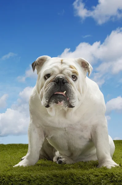 Bulldog oturma — Stok fotoğraf