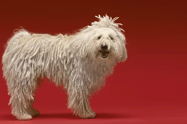 Cute Komondor dog — Stock Photo, Image