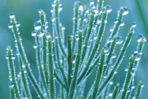 Dew on Field Horsetail — Stock Image Dew on Field Horsetail Stock Image