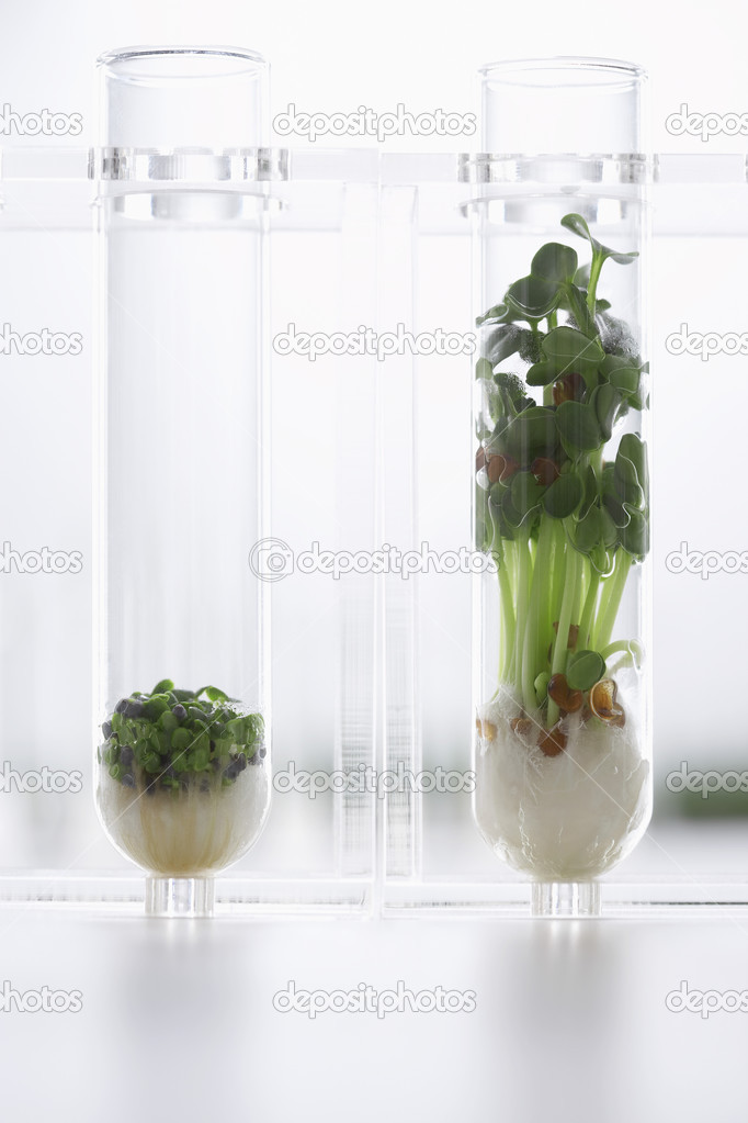 Seedlings growing in tubes