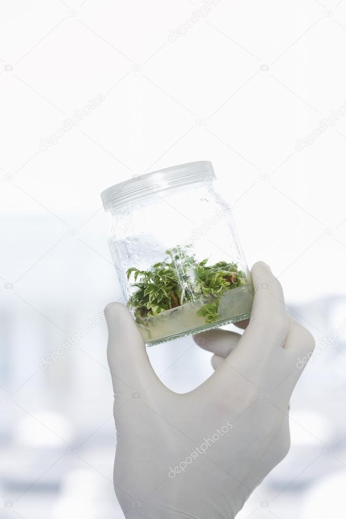 Lab Worker with Herbs