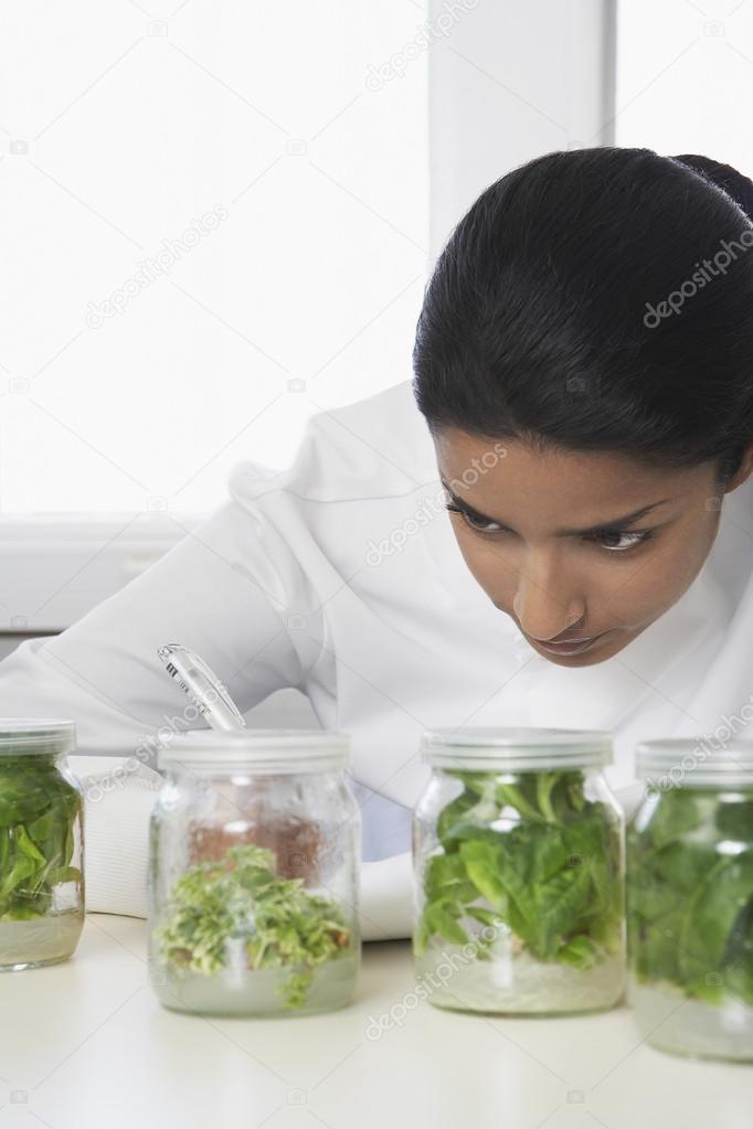 Lab Worker Studying Jars of Herbs