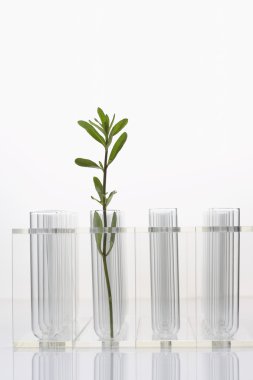 seedling in glass beaker 