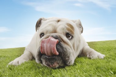 Bulldog clipart