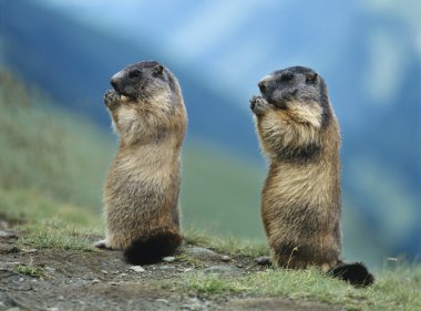 Two Marmots clipart