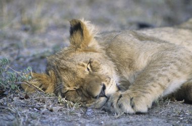 Savannah'ın üzerinde uyuyan aslanı