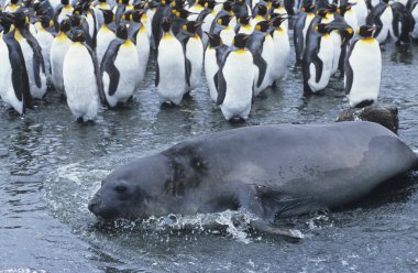 Mühür ve penguen kolonisi