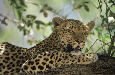 leopar ağaca dinlenme