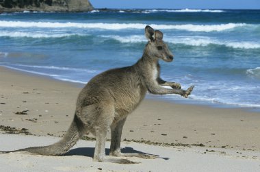 Kanguru Beach