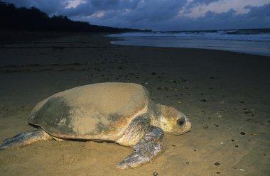 Leatherback Turtle on beach clipart