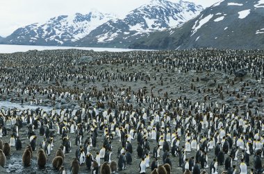 Large colony of Penguins clipart