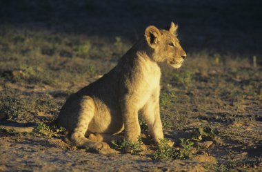Aslan savanda oturuyor.