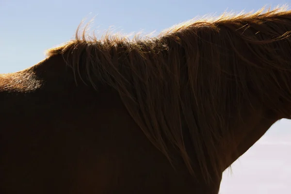 Bruin paard tegen hemel — Stockfoto