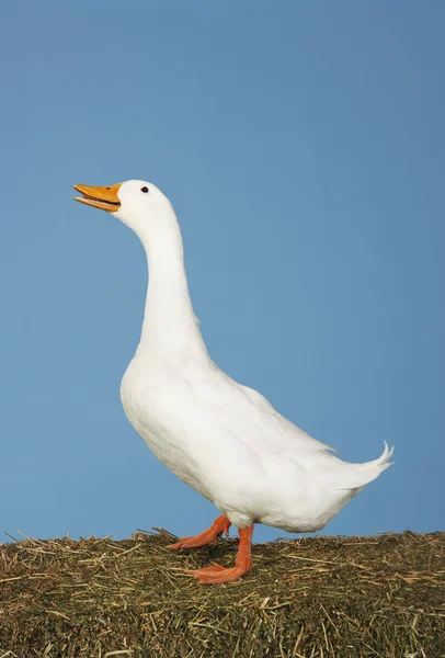 Boční pohled na Husa — Stock fotografie