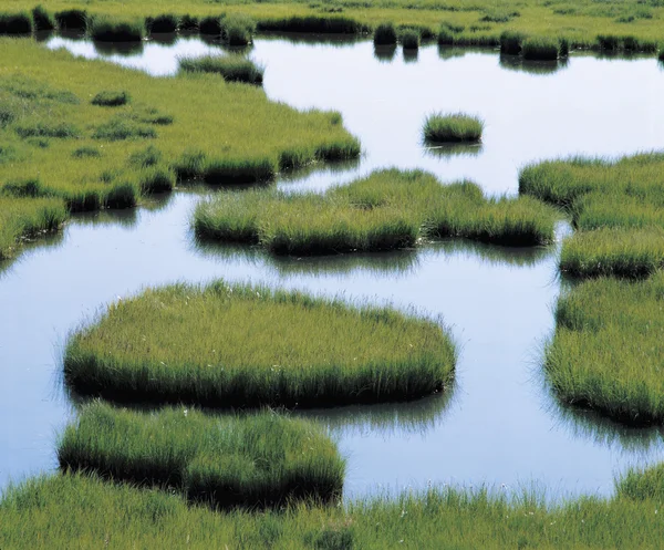 Étang dans la prairie — Photo