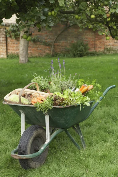 Homegrown Vegetables in Wheelbarrow — Stock Photo, Image