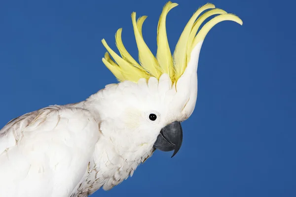 Cacatua — Fotografia de Stock