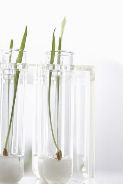 Seedlings growing in test tubes — Stock Photo, Image