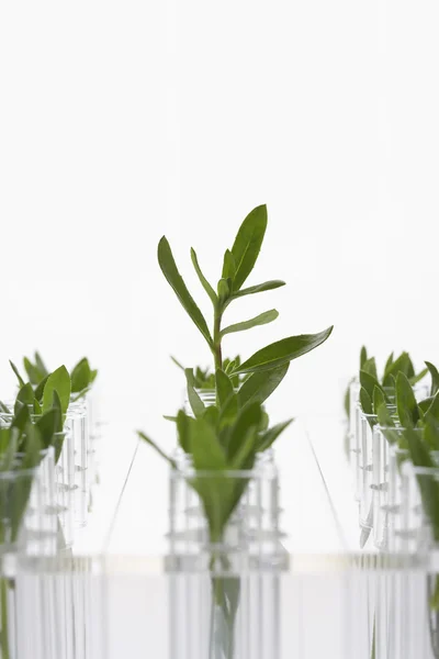 Plant seedlings in glasses — Stock Photo, Image
