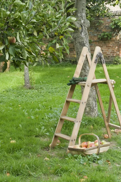 Ladder with homegrown apples — Stock Photo, Image