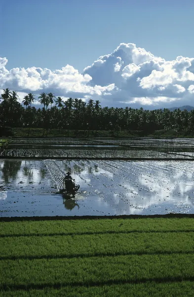 Paisagem com campos de arroz — Fotografia de Stock