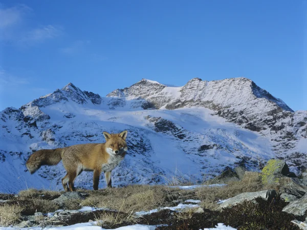 Κόκκινη αλεπού στα βουνά — Φωτογραφία Αρχείου