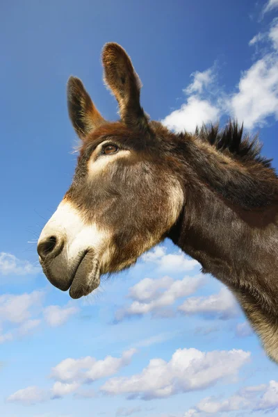 Donkey's huvud — Stockfoto
