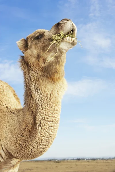Camelo em campo comer — Fotografia de Stock