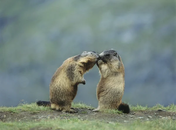 Two Marmots — Stock Photo, Image