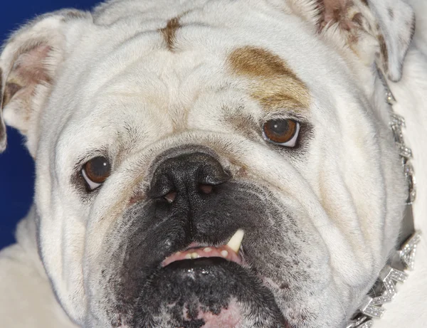 Bulldogge — Stockfoto