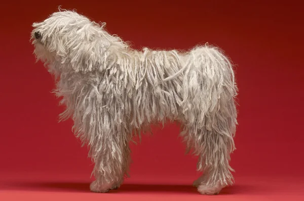 Милий komondor собака — стокове фото