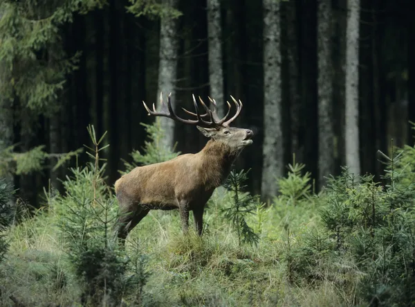 Elk Bugling — Stock Photo, Image