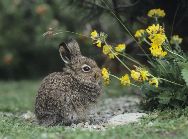 Rabbit Eating Yellow Clover — Stock Photo, Image