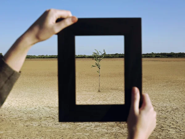 Woman framing tree in desert — Stock Photo, Image